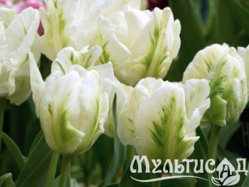 Распродажа! на луковицы и корневище -50%!