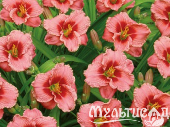 Распродажа! на луковицы и корневище -50%!