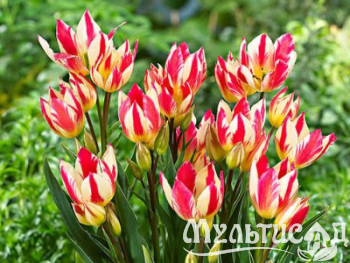 Распродажа! на луковицы и корневище -50%!