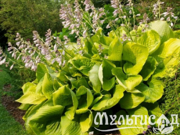 Распродажа! на луковицы и корневище -50%!