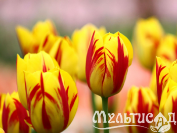 Распродажа! на луковицы и корневище -50%!