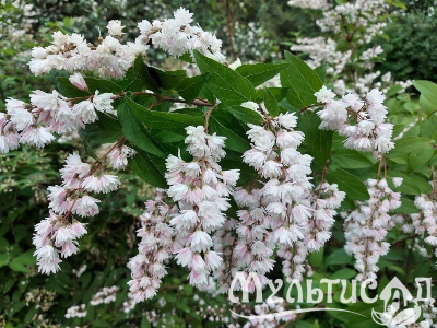 Туя - 2025-11-15T090839.223