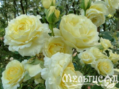 Туя (2)