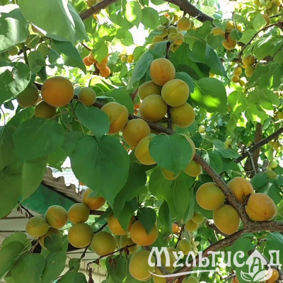 Картинка с сайта
