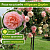 34_Абрахам-Дерби