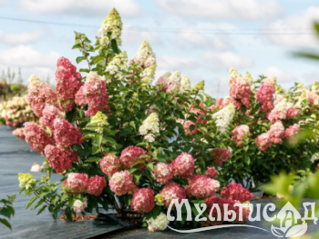 Дизайн без названия (5)