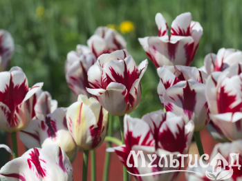 Креатив без названия (4)