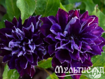 Креатив без названия (4)