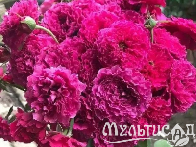 Креатив без названия (34)