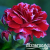 9a4171dbd0aacf292509b413eed02cba 9a4171dbd0aacf292509b413eed02cba