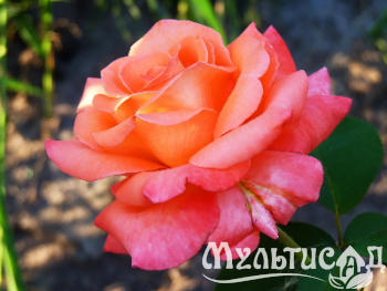 Креатив без названия (22)