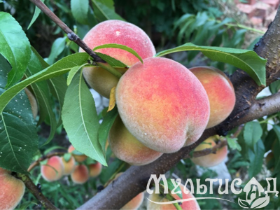 Дизайн без названия (5)