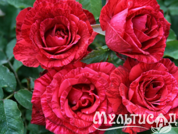 Дизайн без названия (12)
