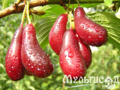 Дизайн без названия (28)
