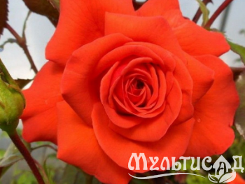 image_8255520_16770906