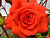 image_8255520_16770906