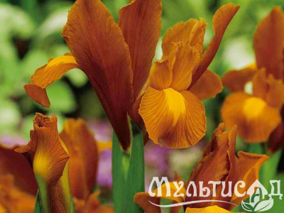 Креатив без названия (48)