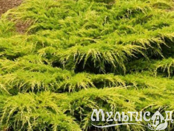 Креатив без названия (33)