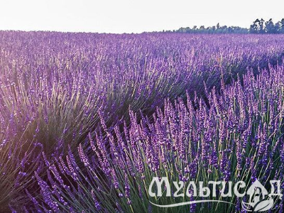 image_6895822_13180024