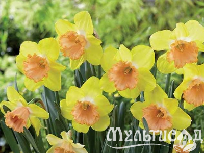 Креатив без названия (11)