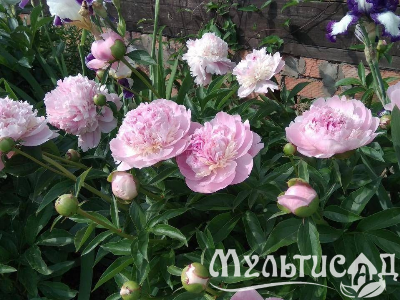 Креатив без названия (1)