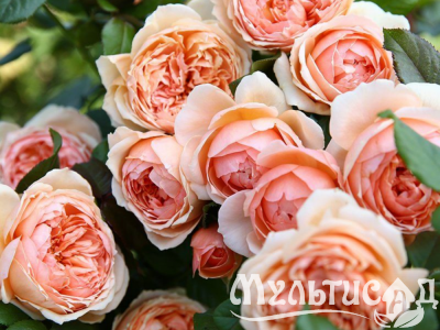 Туя (2)
