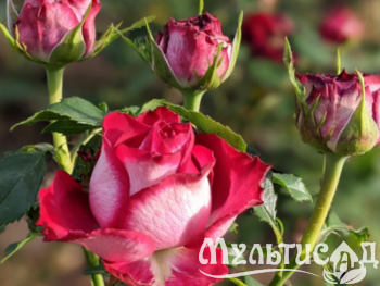 Дизайн без названия (17)