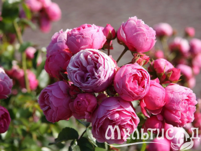 Дизайн без названия (21)