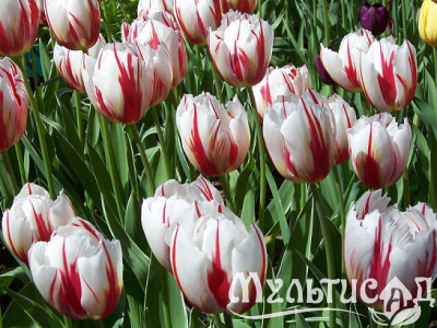 d4353bc0e9d568ad7db858add96feb57