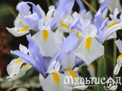 Дизайн без названия (4)