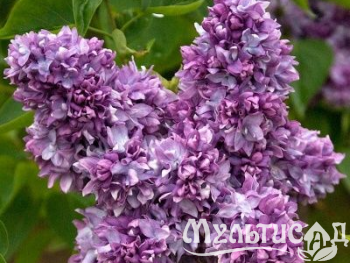 Креатив без названия (8)