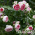 25f12bd2b11ae6d7301d8e465abf2b2c 25f12bd2b11ae6d7301d8e465abf2b2c