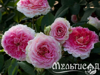 Дизайн без названия