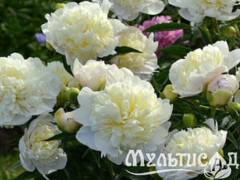 Дизайн без названия (20)