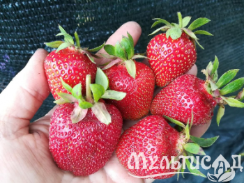 image_7681564_15009892