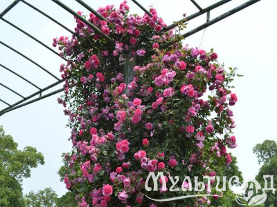 Креатив без названия (9)