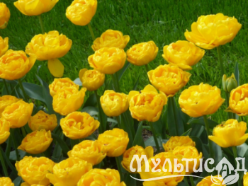 Дизайн без названия (3)