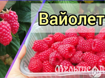 Креатив без названия (92)