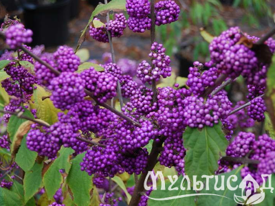 Туя (24)