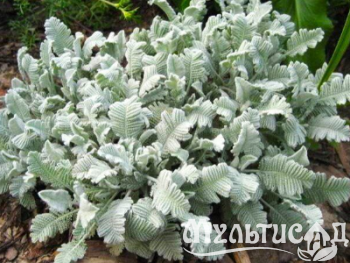 Туя (77)