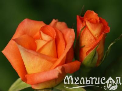 Дизайн без названия (1)