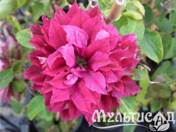 image_7681564_14979108