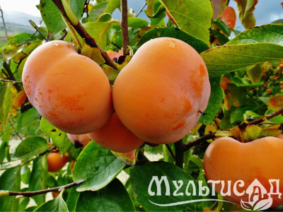 Дизайн без названия (14)