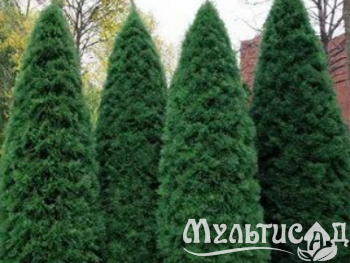 Креатив без названия (35)