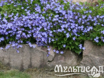 Туя (6)
