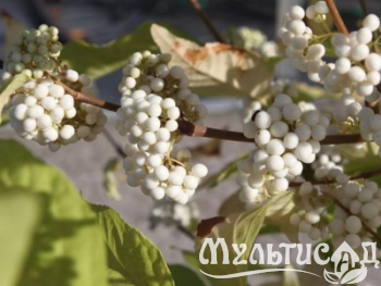 Туя (25)