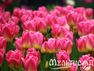 Креатив без названия (17)