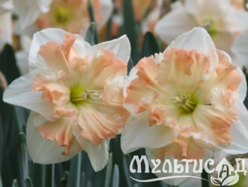 Креатив без названия (4)
