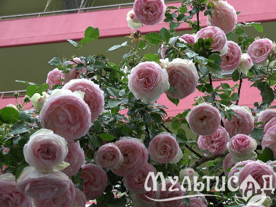 image_6895822_13384465