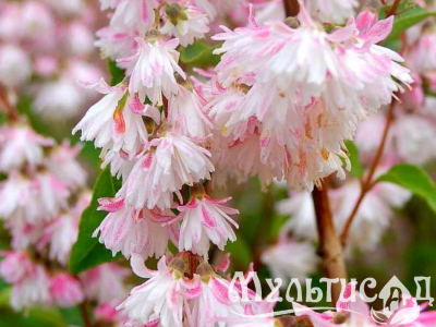 Туя - 2025-11-15T091114.660